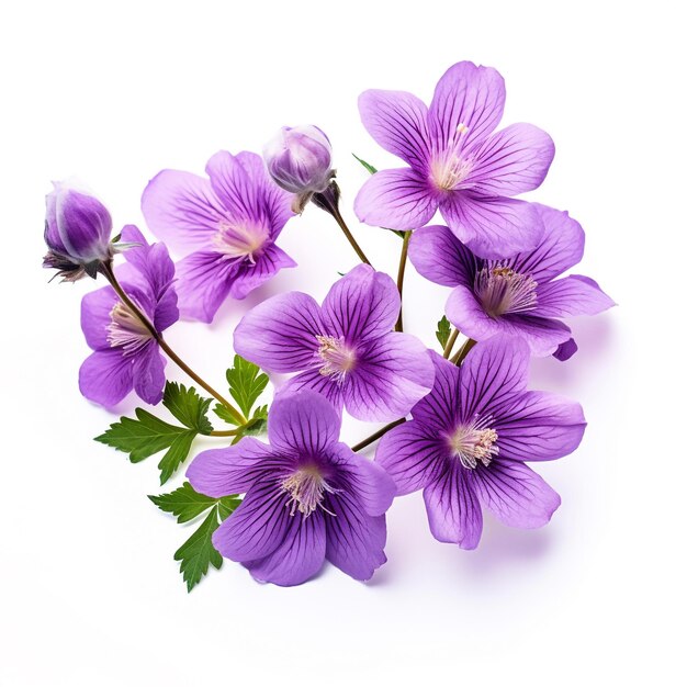 Sojakerze WILD VIOLET & BLACK AMBER