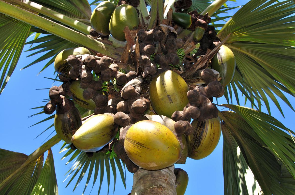 Sojakerze SEYCHELLES - COCO DEL MAR