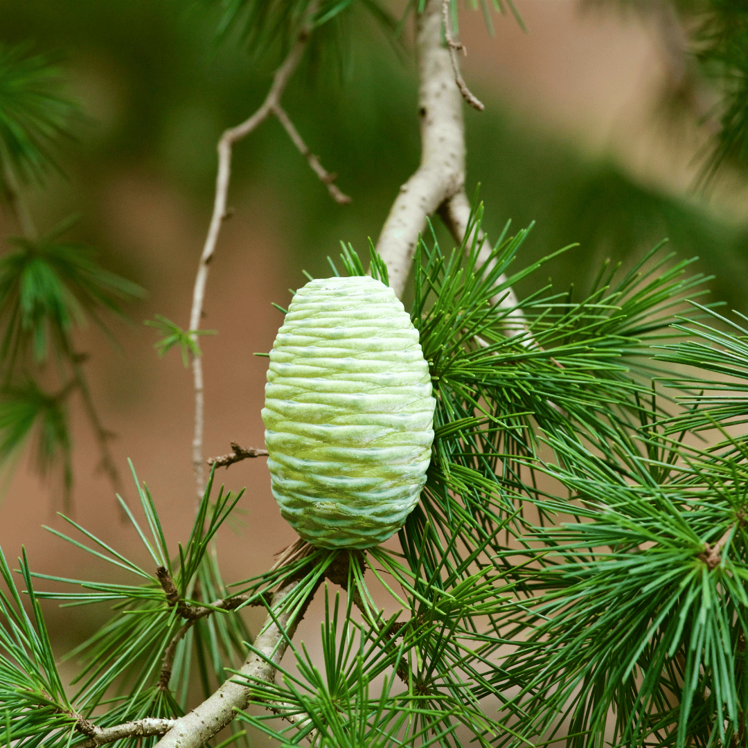 Sojakerze HIMALAYA CEDAR UND JASMINE