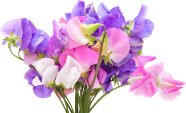 Sojakerze  - Lampe SWEET PEA