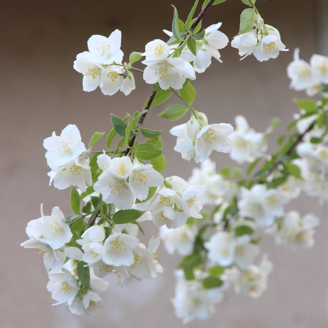 Sojakerze HIMALAYA CEDAR UND JASMINE